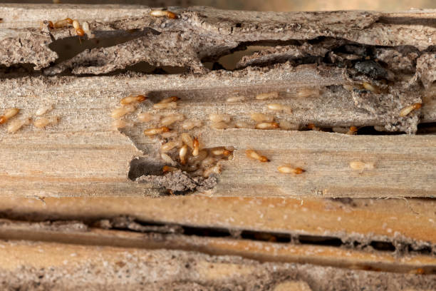 Best Pest Control for Businesses  in Jennerstown, PA